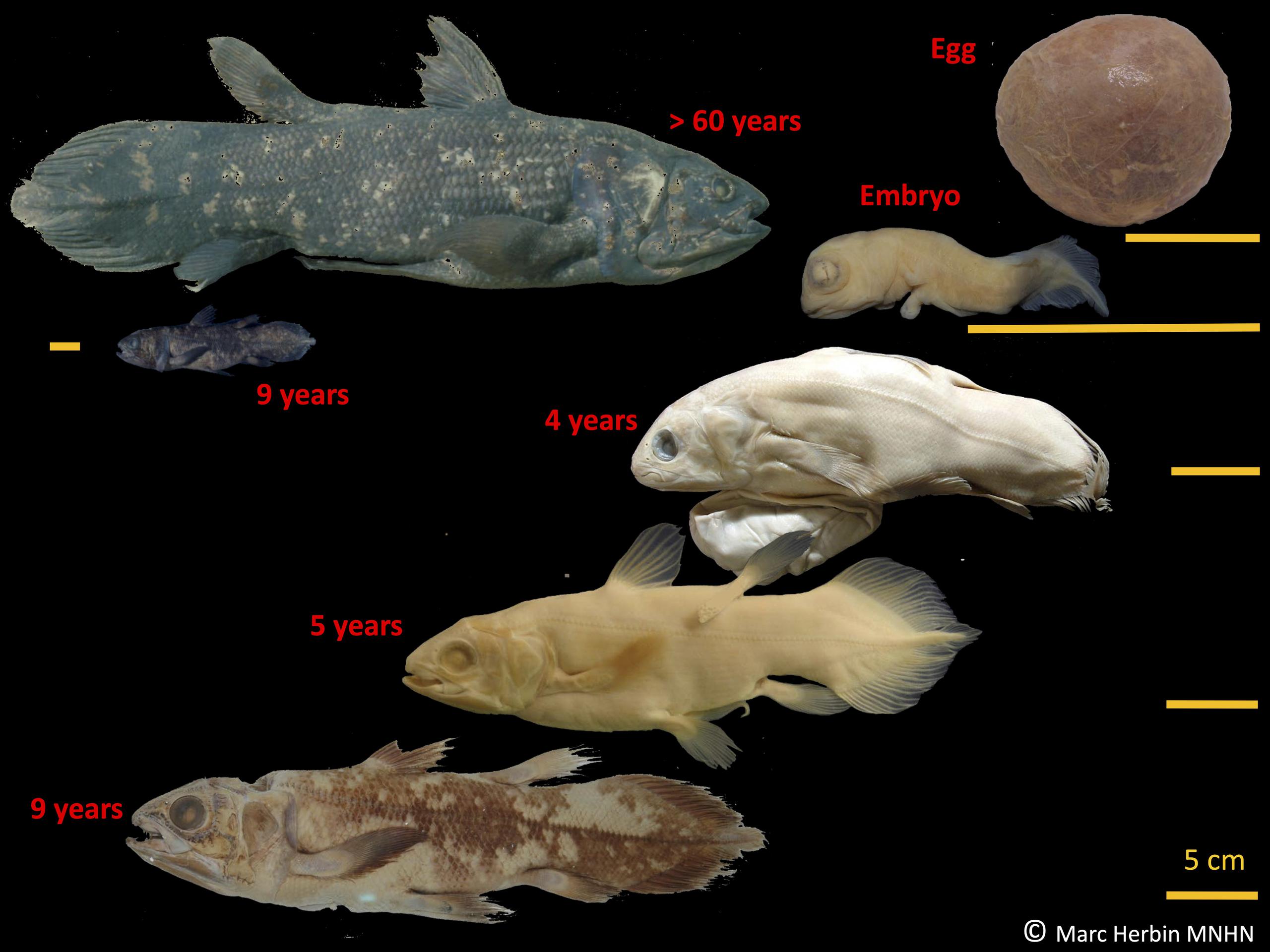 Esta imagen provista por Marc Herbin muestra las etapas del desarrollo del celacanto, una rara especie de pez gigante cuyos orígenes datan de la era de los dinosaurios y pueden vivir hasta 100 años, reveló un estudio el 17 de junio de 2021. (Marc Herbin/MNHN vía AP)