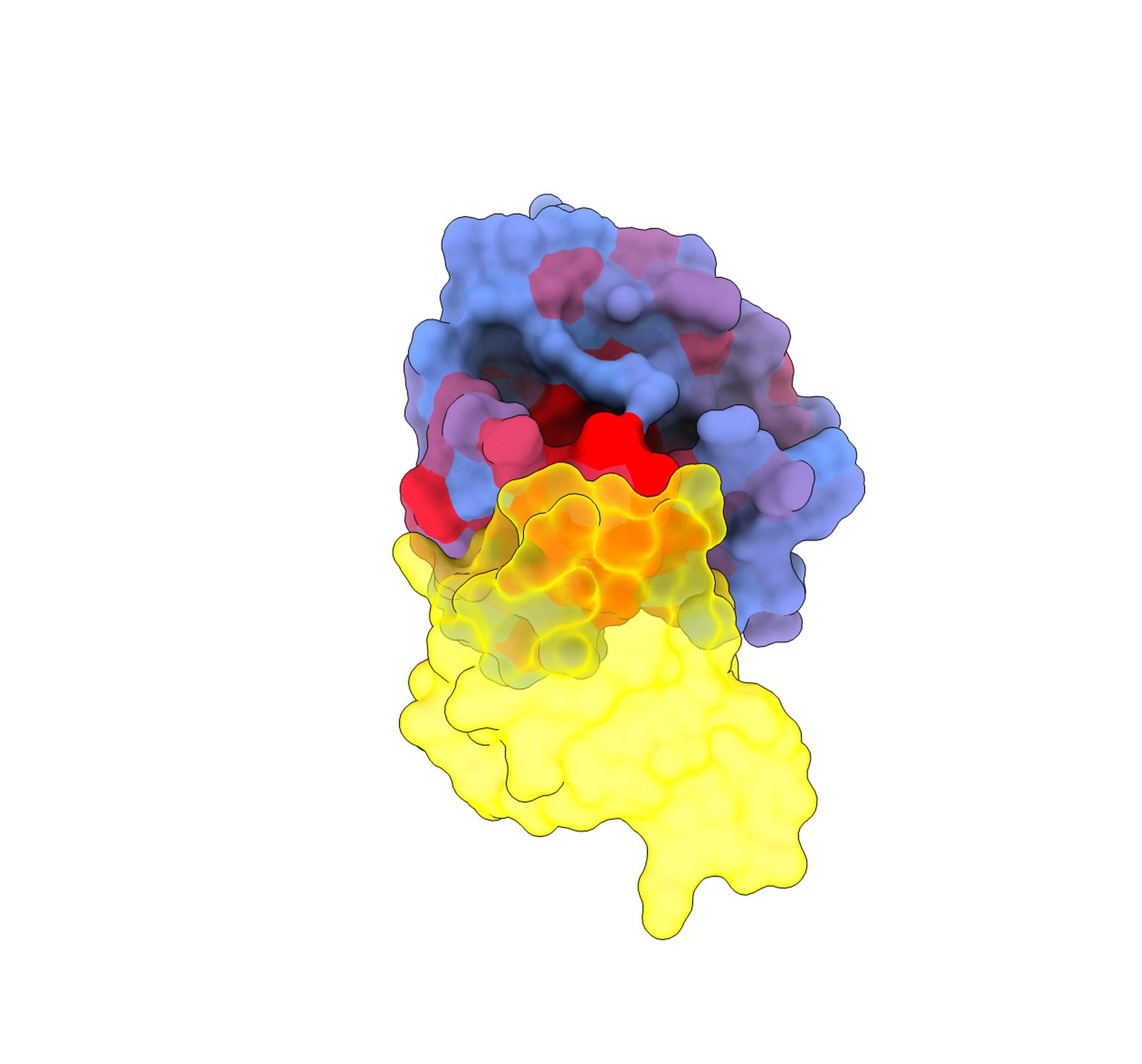 Imagen tridimensional que muestra la proteína KRAS (azul) interactuando con otra proteína, RAF1 (amarillo). Crédito: Weng, Faure y Escobedo/Centro de Regulación Genómica
