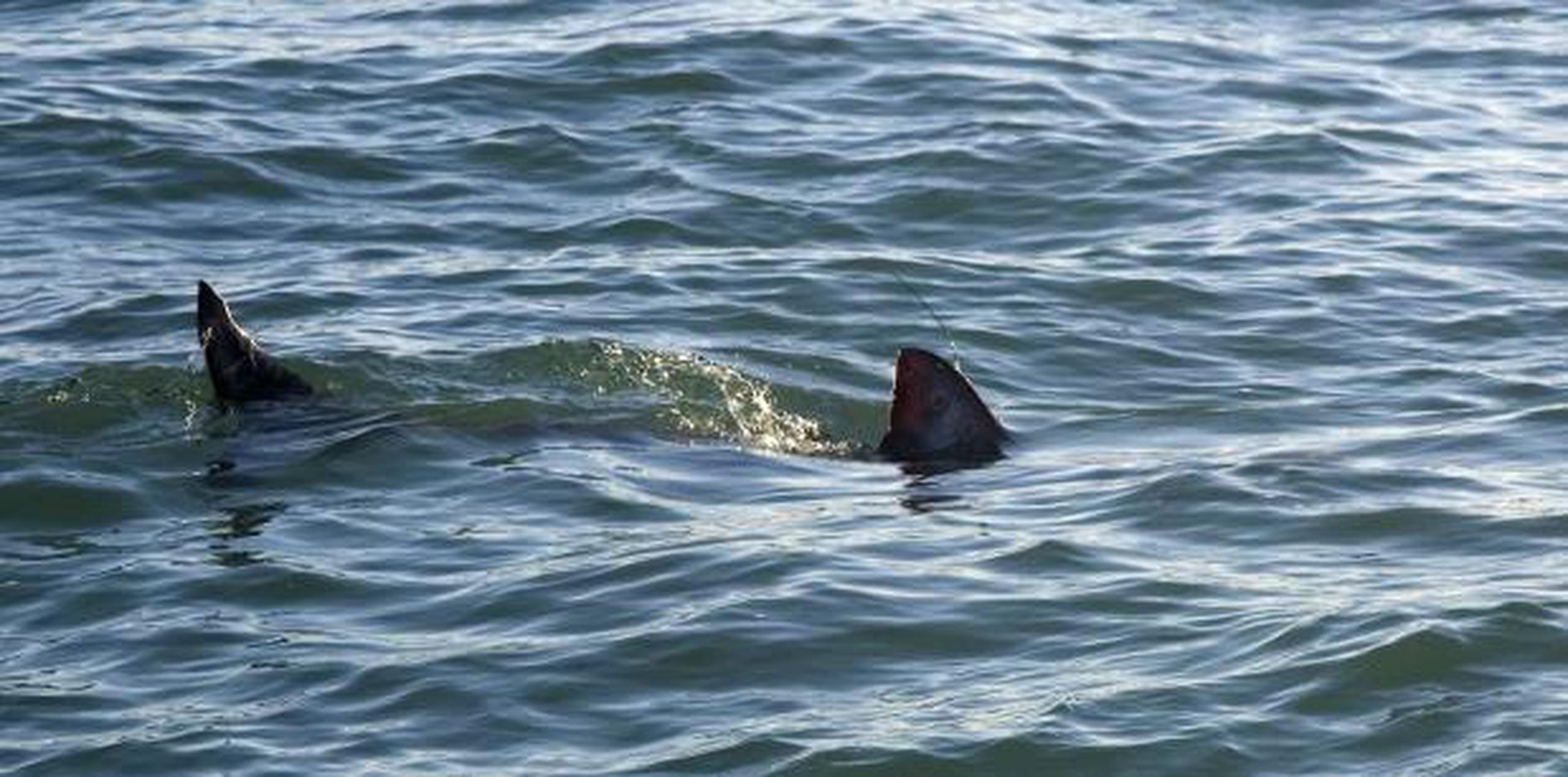 Florida es el estado donde se producen más ataques de tiburones en Estados Unidos. (Archivo)