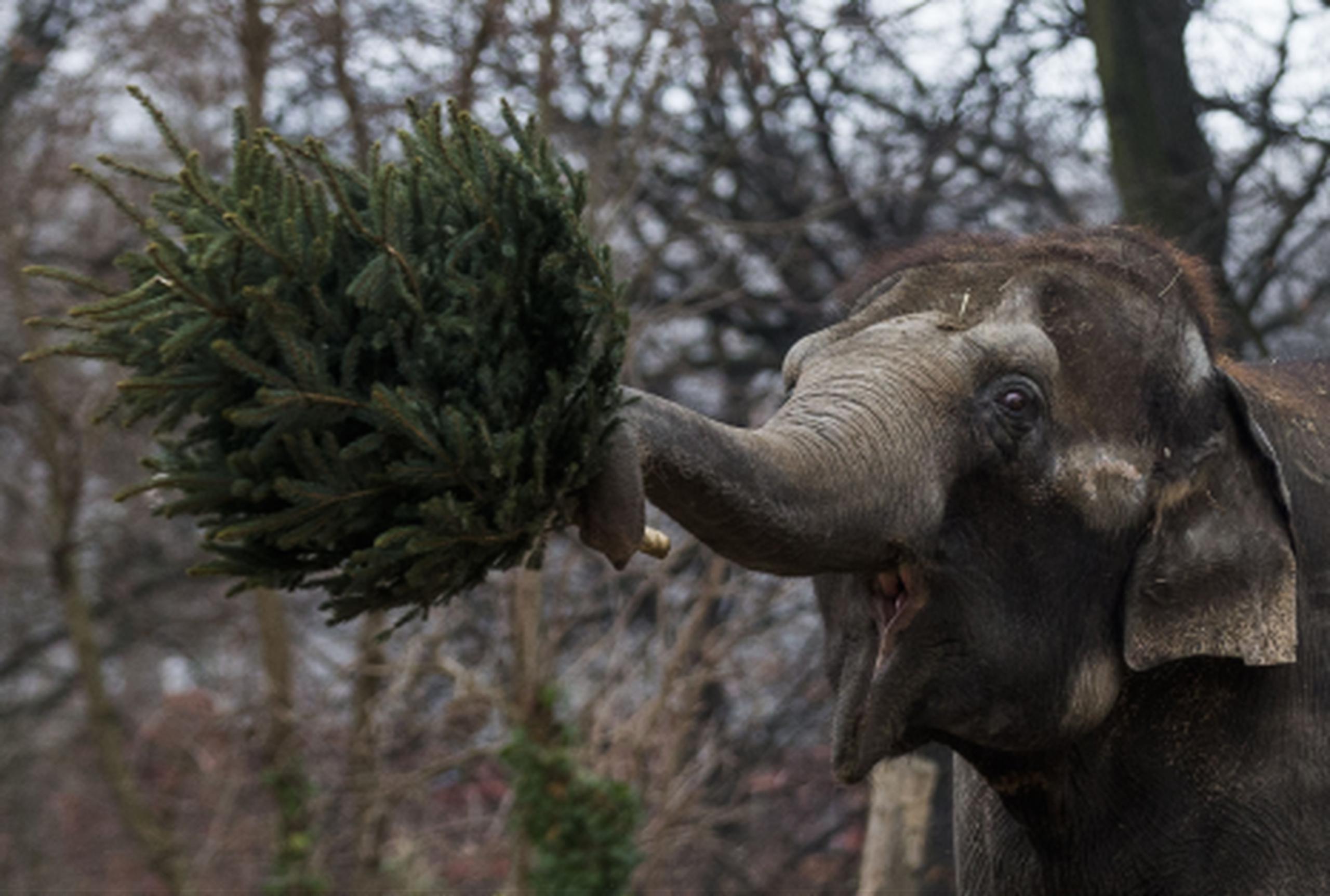 Antes de devorar el follaje, los elefantes jóvenes y viejos jugaron con los árboles, cuyo fuerte olor los atrae. (AP/Markus Schreiber)