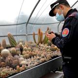 Italia incauta cactus robados y los devuelve a Chile