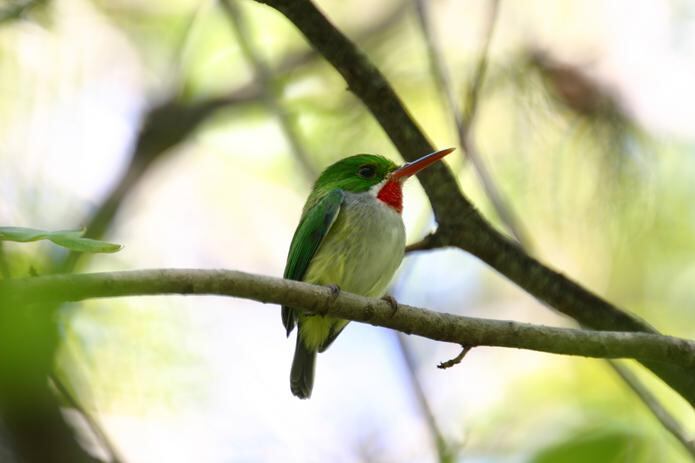 Otras aves que aparecen son el Zumbadorcito de Puerto Rico, la Garza Ganadera, el Pelícano Pardo, el Playero Aliblanco, la Gallareta y cuatro especies de cotorras, entre muchas otras.