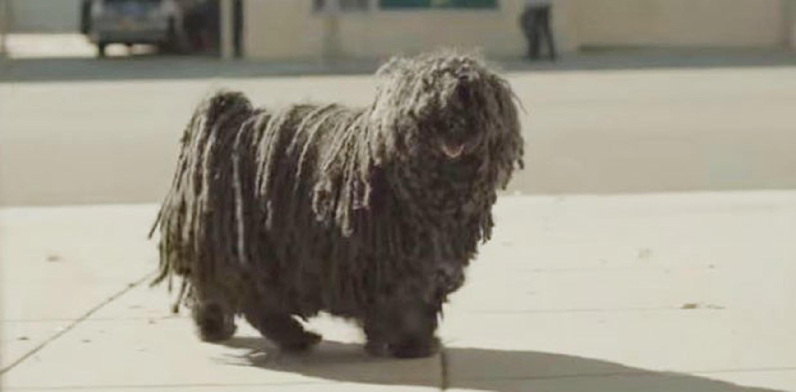 En el vídeo se sugiere que el perrito es adoptado por el repartidor de refresco. (YouTube)