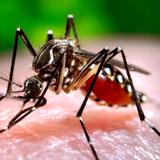 ¿Sabes lo que es Zika?