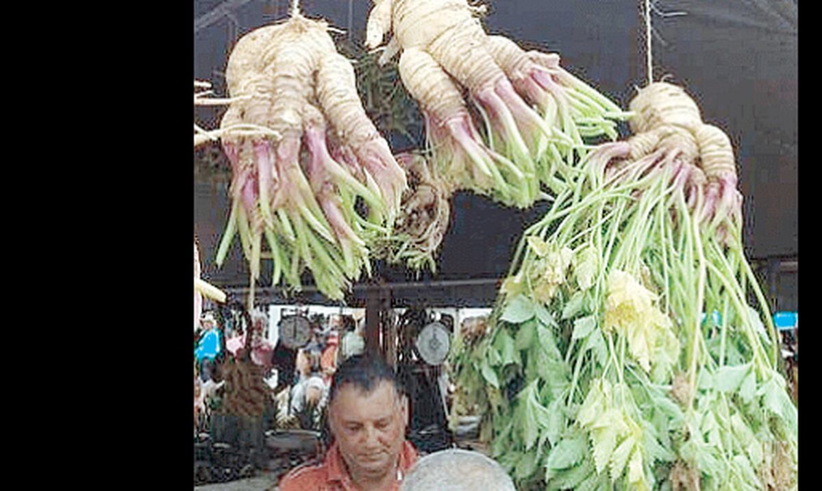 Celebran Festival del Apio en Barranquitas Primera Hora