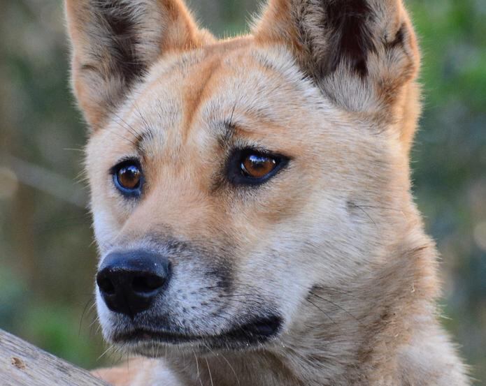 Imagen de Sandy, una hembra madura de dingo del desierto. EFE/Barry Eggleton (Pure Dingo Sanctuary)