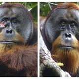 Observan un orangután utilizando plantas medicinales para curarse una herida