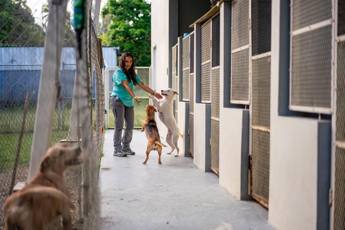 También trabajan en una iniciativa para buscar casa a los perros que tienen en el refugio.