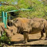 Animales del zoológico de Mayagüez están “bien cuidados”