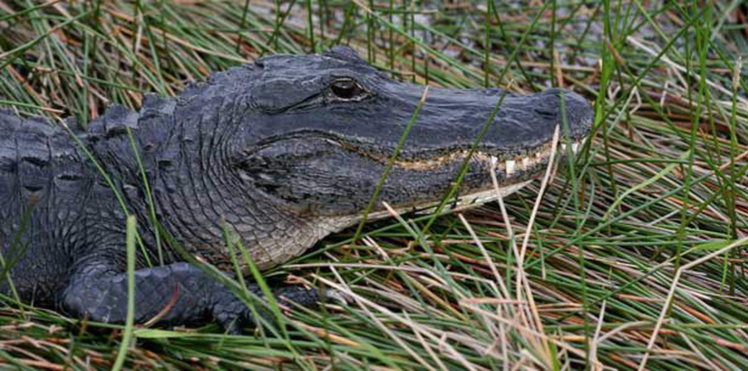 Se calcula que la población de caimanes supera ya el millón de ejemplares en el estado de Florida. (EFE/Archivo/John Riley)