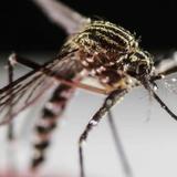 Organizaciones vigilarán el mosquito Aedes aegypti