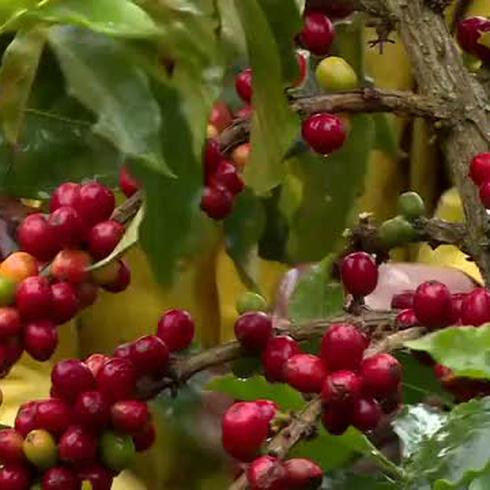 Bajo amenaza el negocio del café colombiano