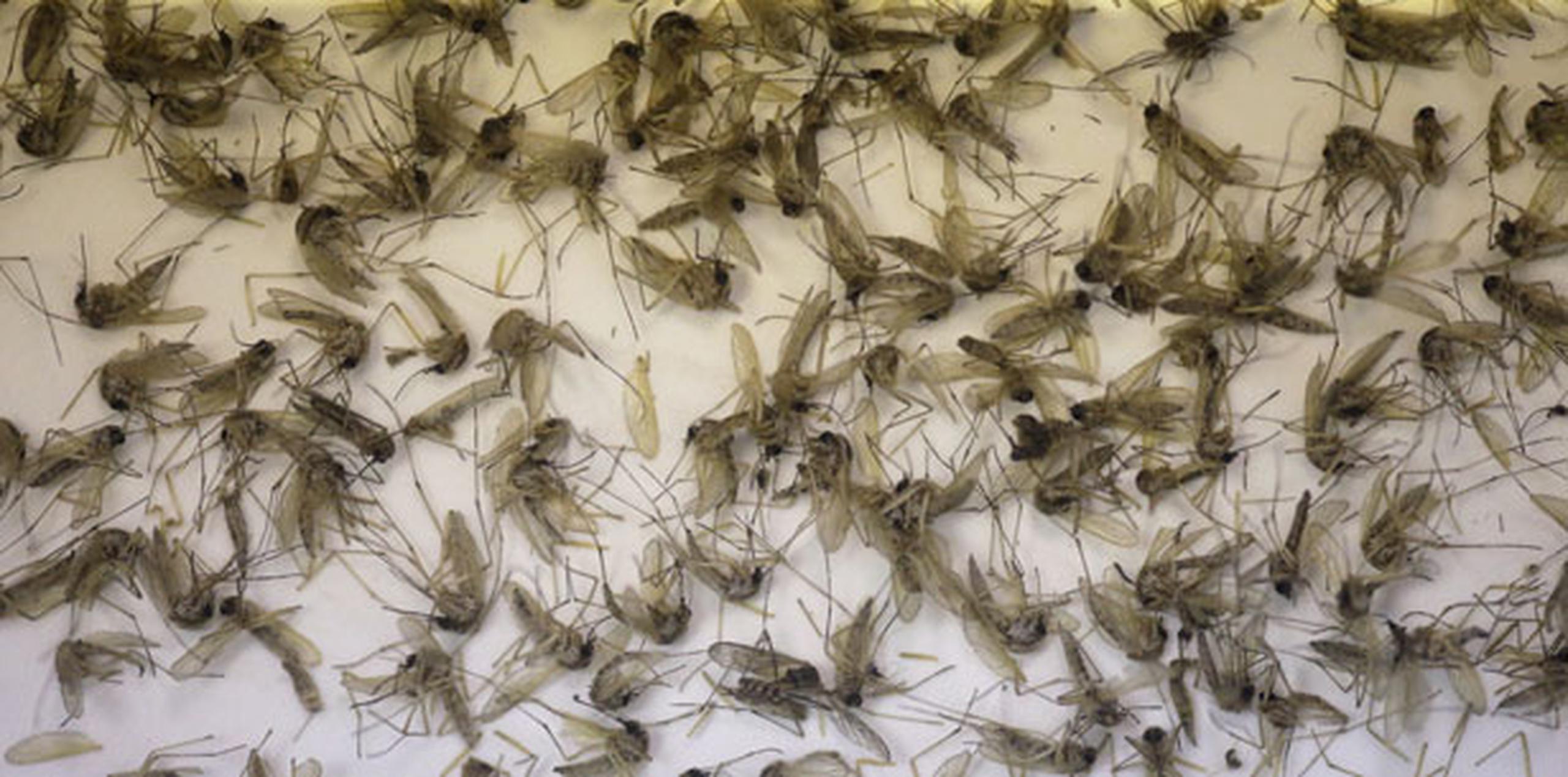 Se necesitará más investigación para comprender el impacto del mosquito Culex en la trasmisión del virus. (Archivo)