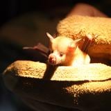 Celebran a nuestros únicos mamíferos nativos: Los murciélagos 
