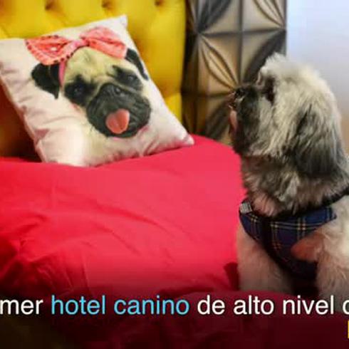 Un hotel canino donde no se pasa una vida de perros