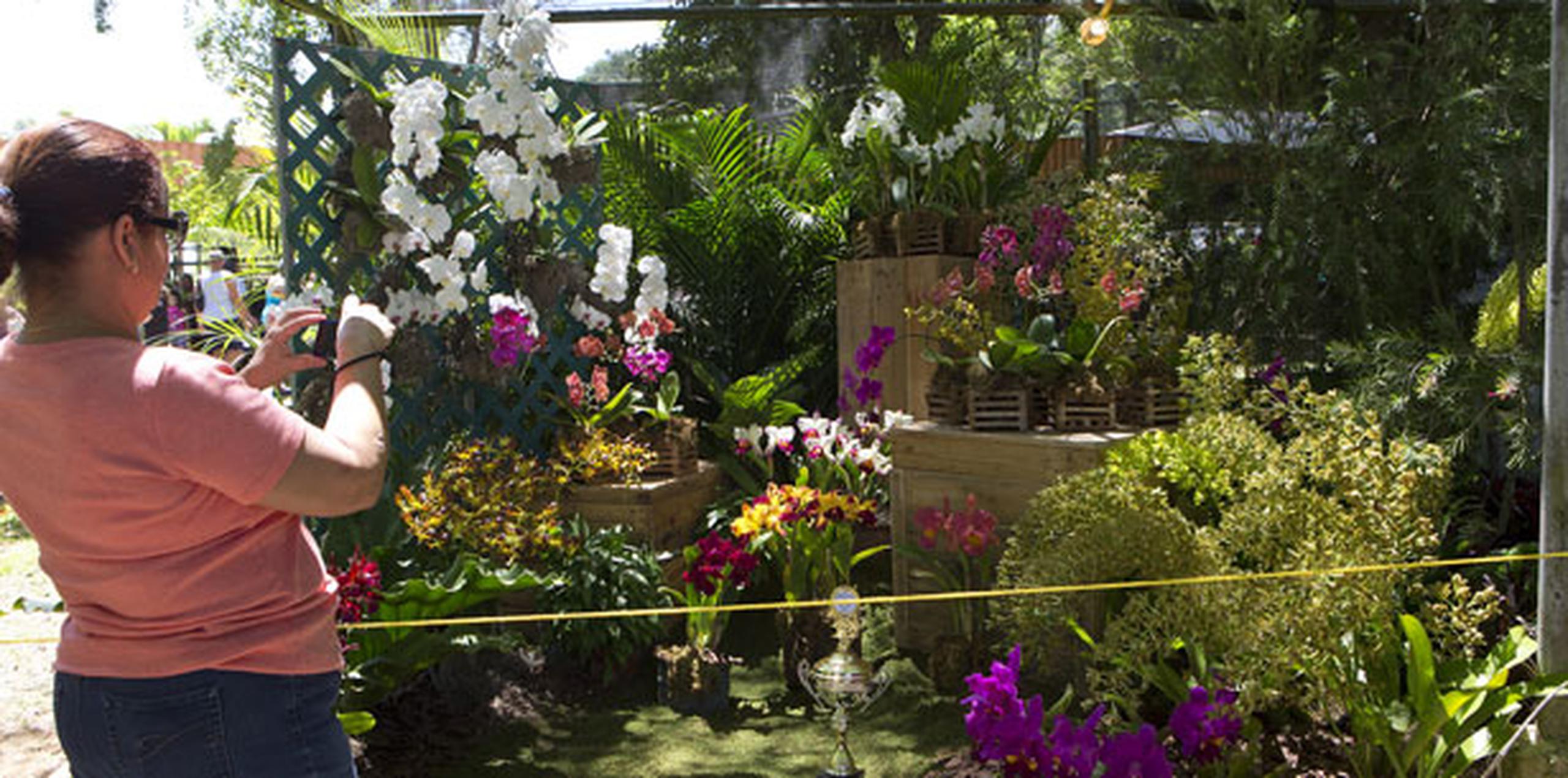 Por más de cuatro décadas, los cerca de 100,000 visitantes que “El Festival de las Flores” recibe cada año se han deleitado la diversidad más grande de flores exóticas y plantas tropicales en Puerto Rico, música y entretenimiento para toda la familia. (Archivo)