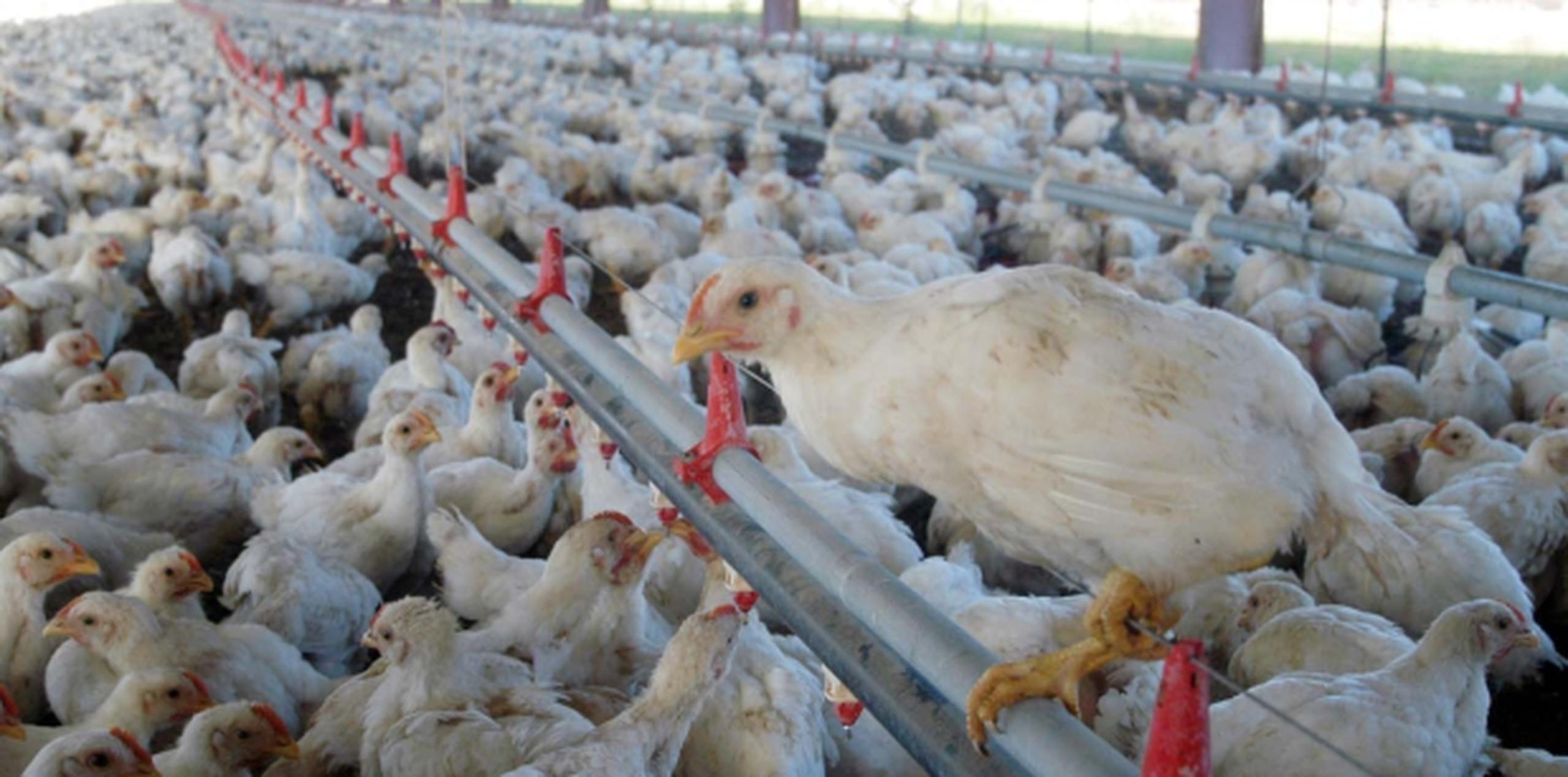 En Taiwán surgen brotes periódicos de gripe aviar que han causado fuertes pérdidas a la industria avícola de la isla. (Archivo)