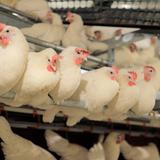 Granjas en Estados Unidos pasan gradualmente a pollos sin jaulas