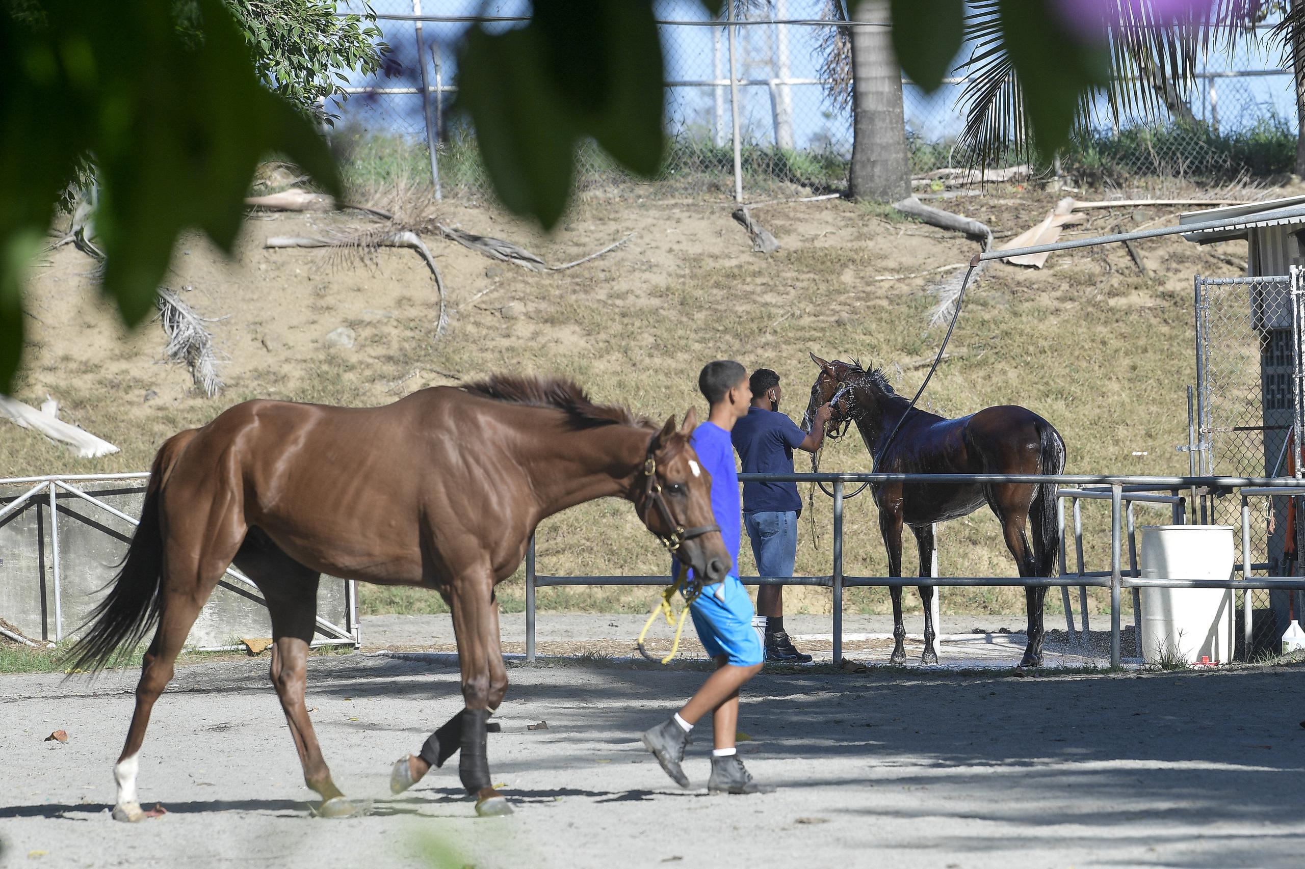 Los caballos importados llegan a Puerto Rico por vía marítima o aérea. La primera es la más económica, pero la más impactante para los animales.