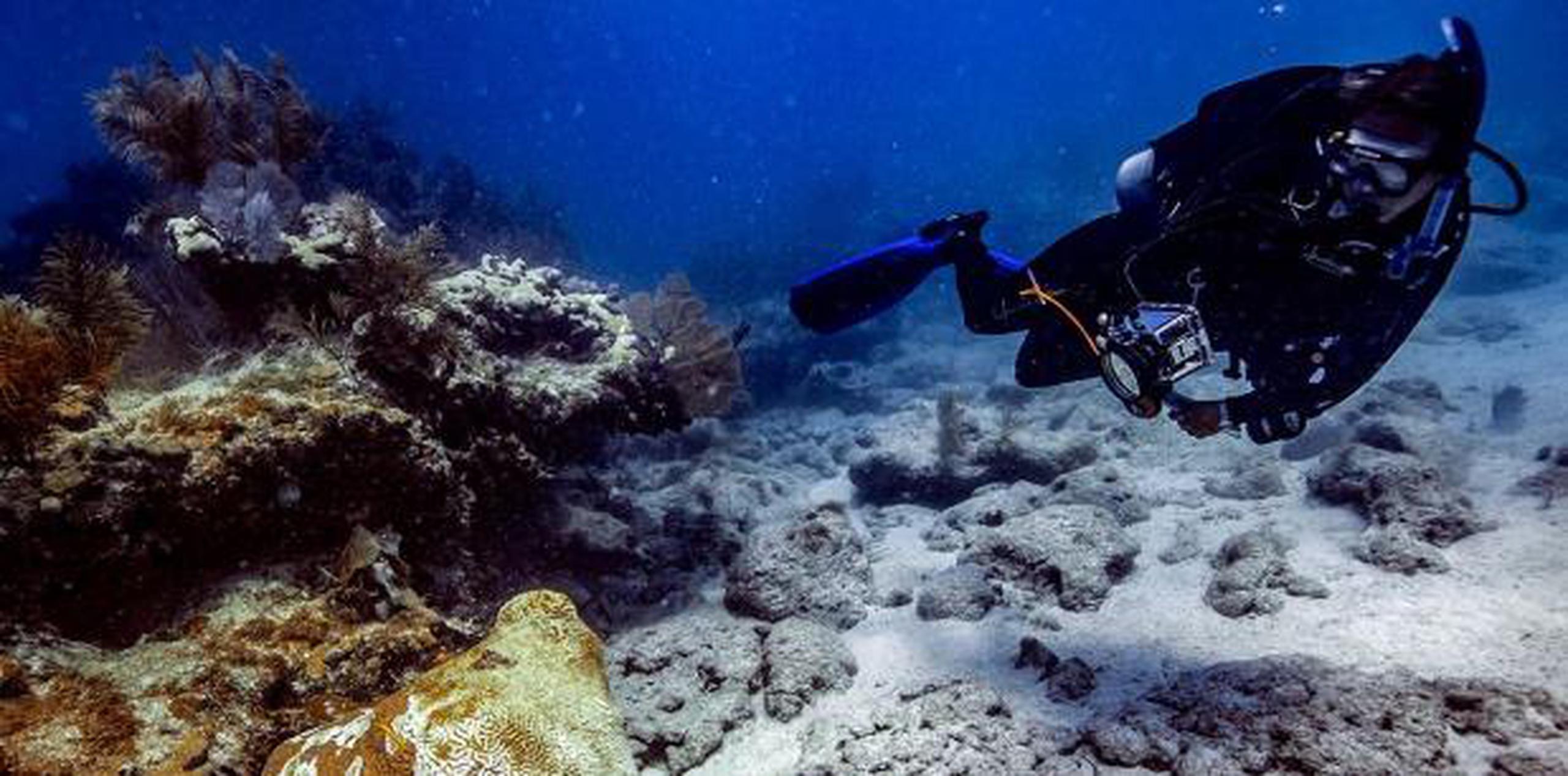 El Programa de Conservación de Arrecifes de Coral de la NOAA tiene como fin proteger, conservar y restaurar los recursos de los arrecifes de coral manteniendo una función saludable del ecosistema. (Archivo)