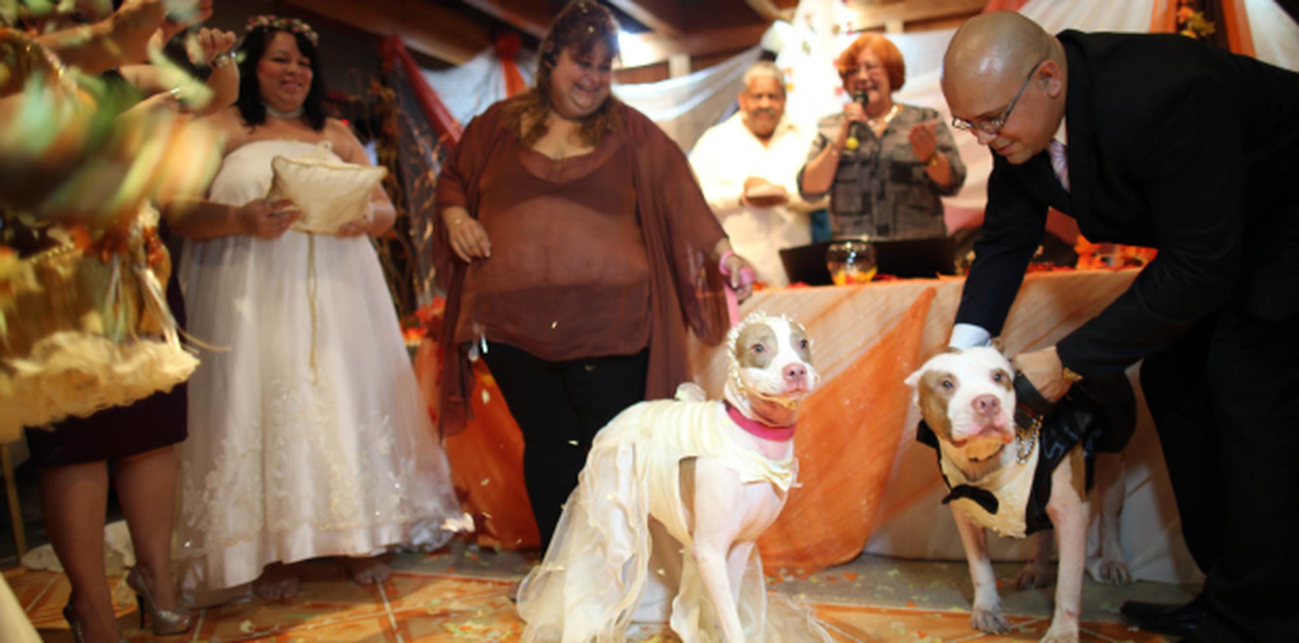 La boda también sirvió para recaudar donativos para sufragar las deudas veterinarias que tiene PittBull’s Angels Rescue of Puerto Rico y para ayudar a esta organización a continuar con su trabajo de rescate. (FOTOS/david.villafañe@gfrmedia.com)