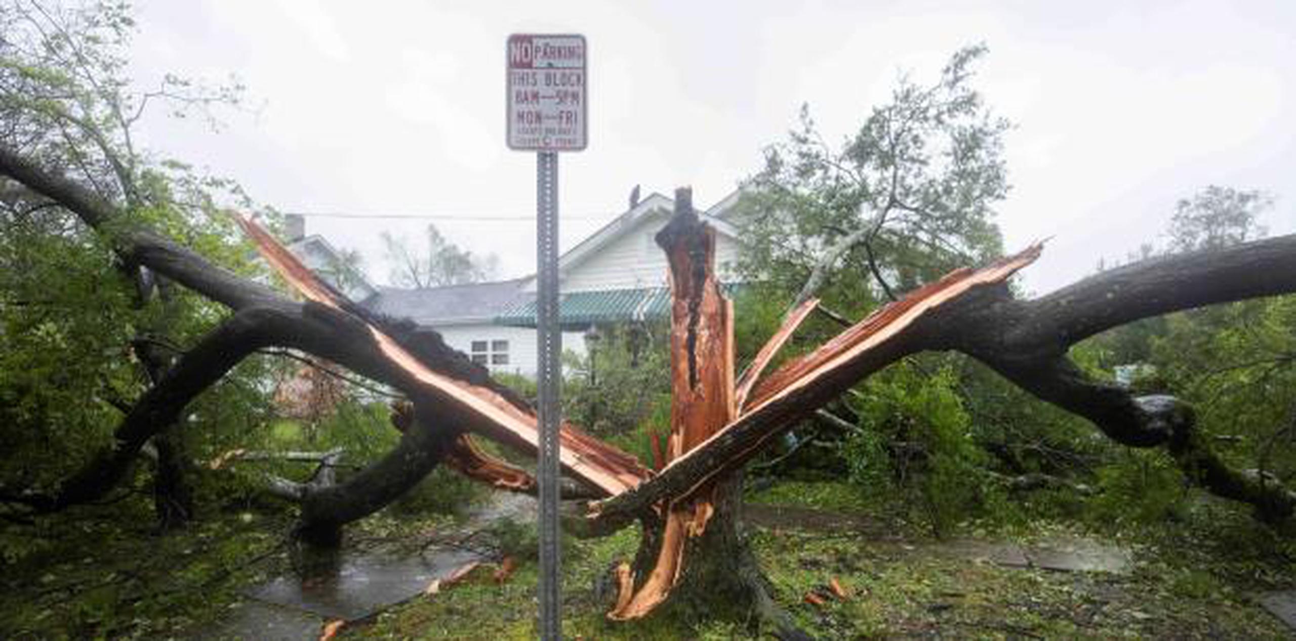 Un árbol partido tras el paso del huracán Florence, en Wilmington, Carolina del Norte. (EFE / Jim Lo Scalzo)