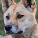 El dingo australiano se separó genéticamente de los perros por su aislamiento 