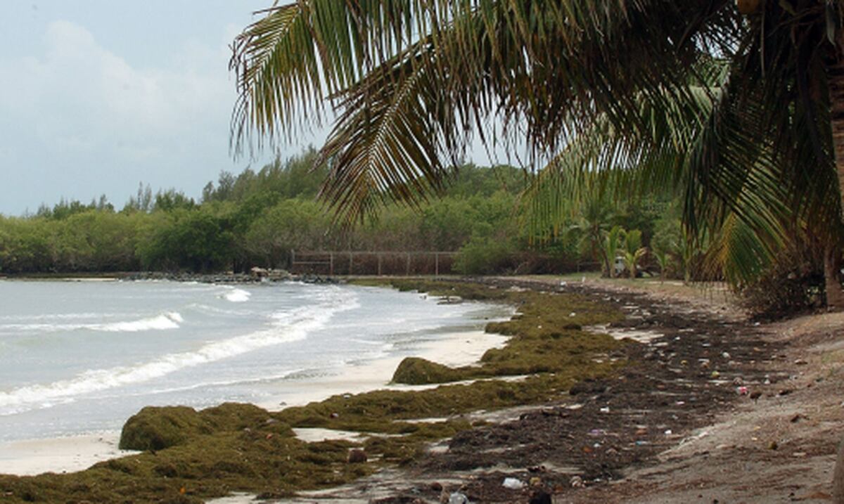 Turista fallece ahogado en playa de Ceiba - Primera Hora