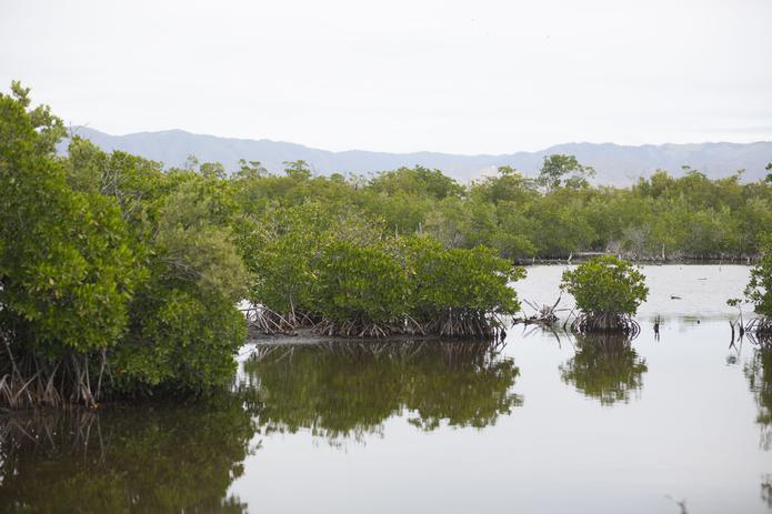 Según la página de la organización EcoExploratorio los manglares son un tipo de bosque localizados en hábitat costero y salino.