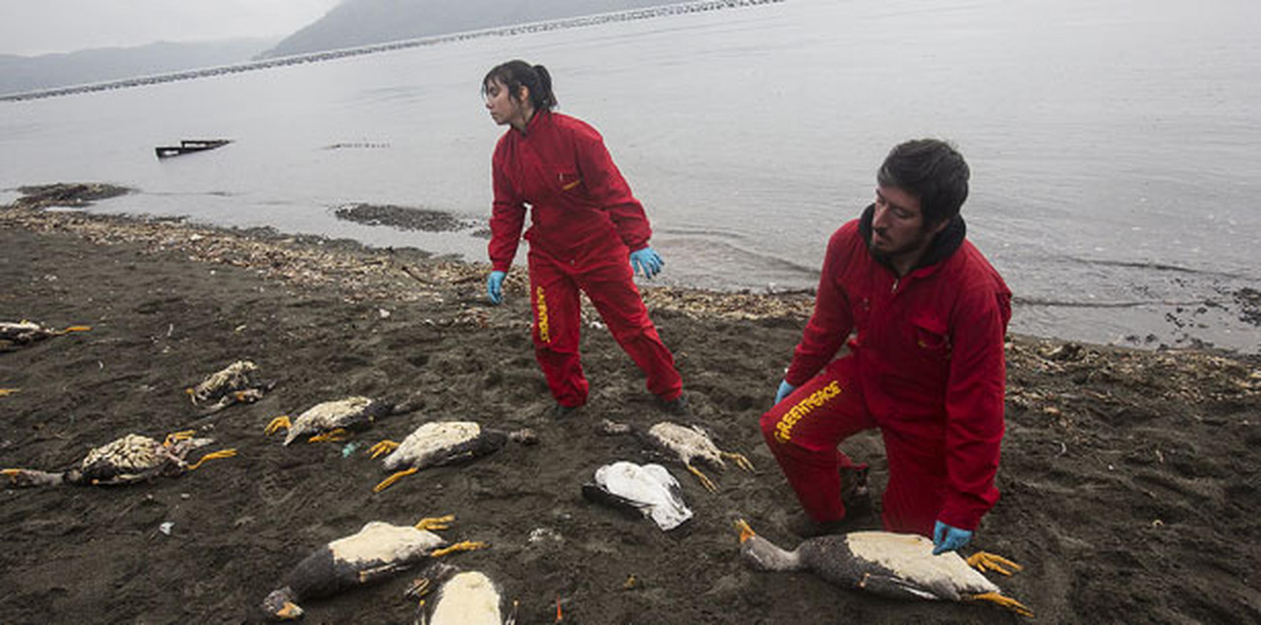Desde el pasado 29 de abril las autoridades decretaron zona de catástrofe para algunos municipios del archipiélago de Chiloé y prohibieron la extracción de marisco. (EFE/Greenpeace)