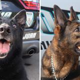 La vida de los canes Edwina y Moli tras 10 años de servicio a la Policía Municipal