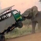 Elefante molesto entierra sus colmillos en guagua de safari