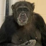 Mara, la chimpancé, se adapta sin problemas a su nuevo hogar