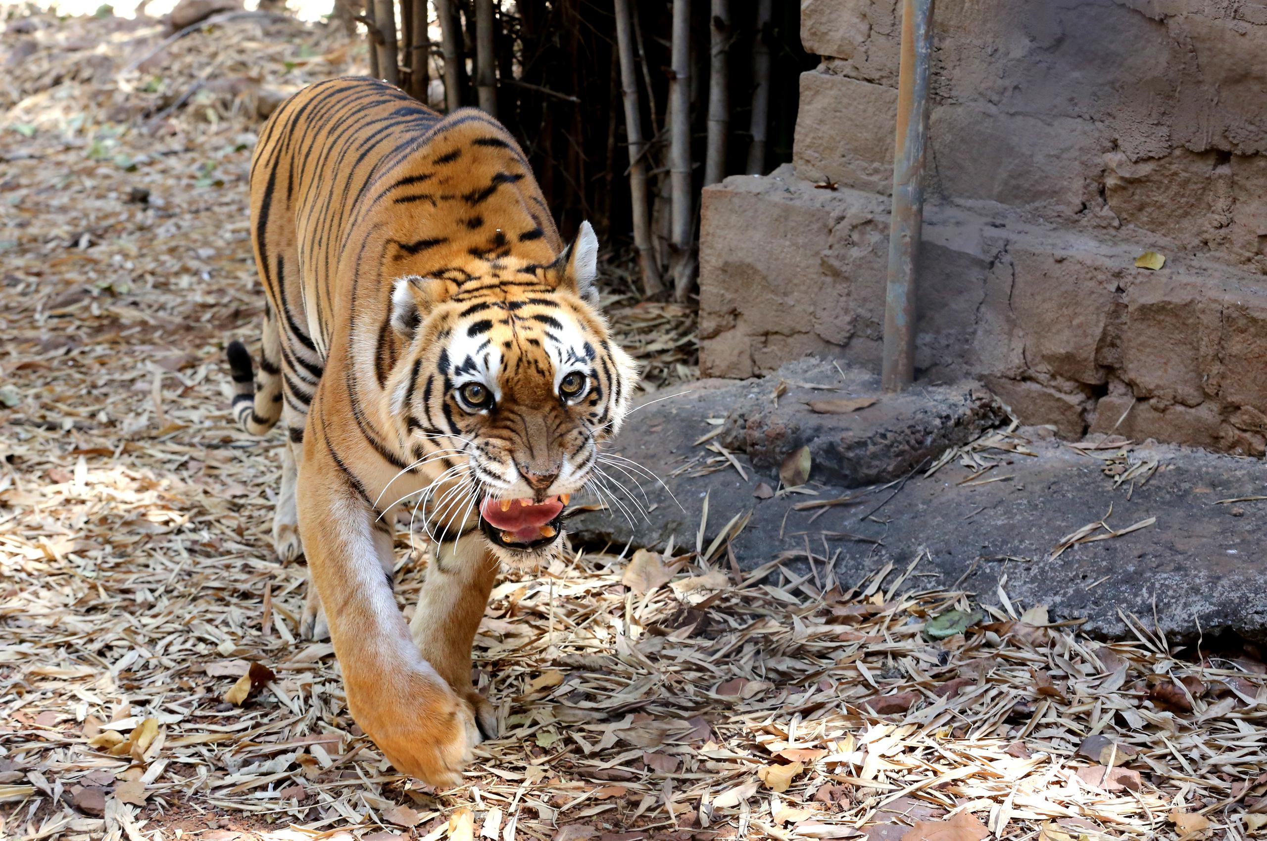 Fotografía de archivo de un tigre real de Bengala en el Parque Nacional Van Vihar en Bhopal, India. EFE/EPA/SANJEEV GUPTA
