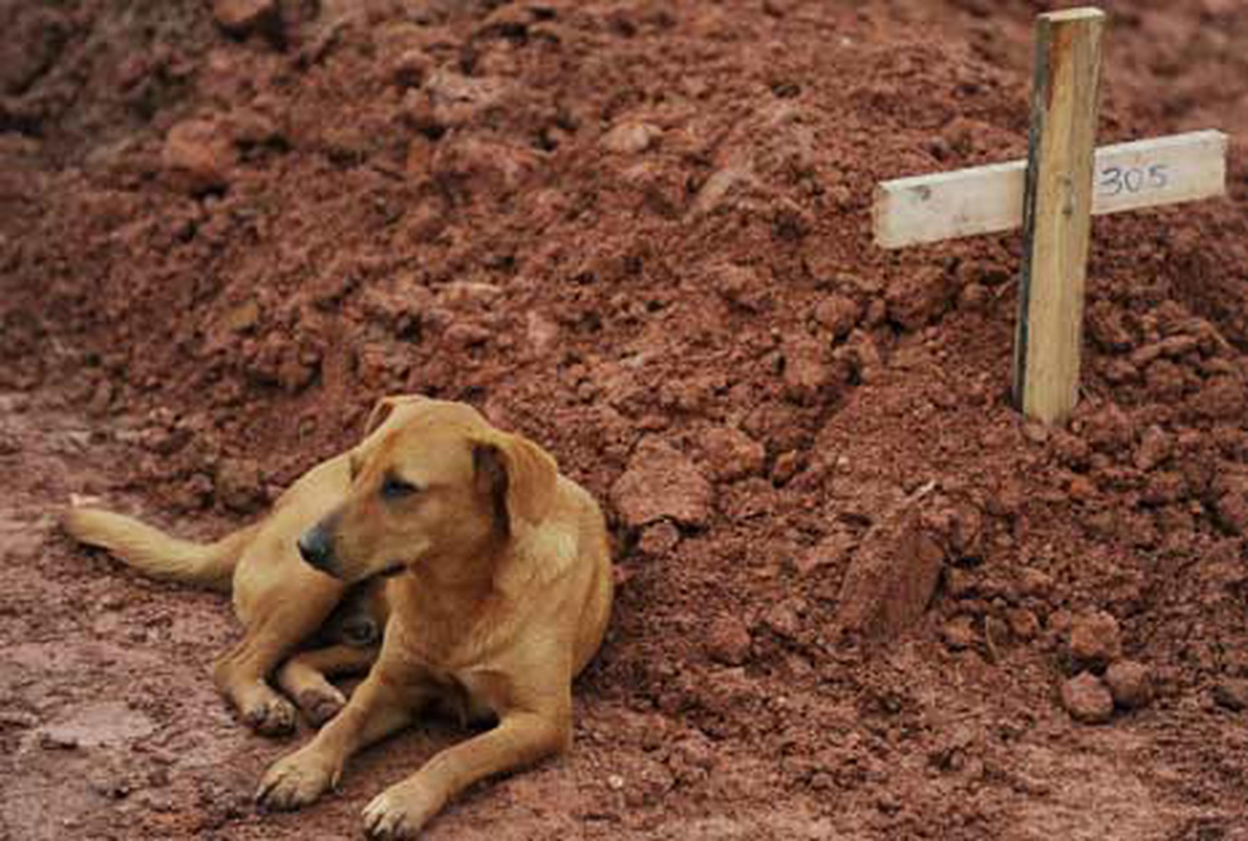 El perro Leao vigila por segundo día consecutivo la tumba de su dueña, Cristina María Cesario Santana, una de las víctimas fatales de las inundaciones de Brasil. (AFP / Vanderlei Almeida)