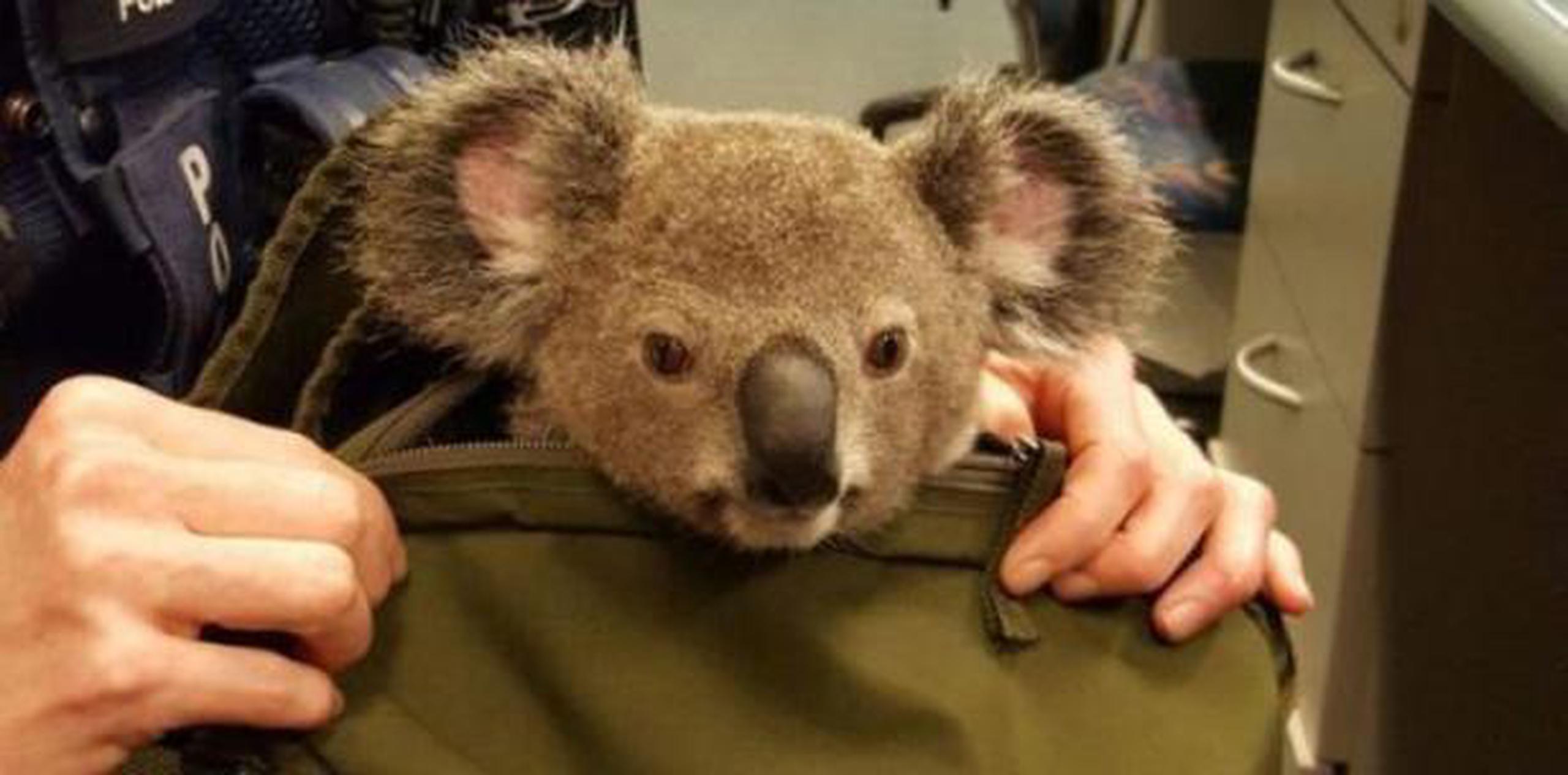 El koala ha perdido gran parte de su hábitat en Australia a raíz del desarrollo urbano, agrícola y minero, y también por el cambio climático, así como por la comercialización de sus pieles hasta la década de 1930. (Archivo)