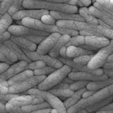 Las 15 bacterias más peligrosas por su resistencia a los antibióticos