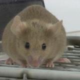 Los ratones de laboratorio también pueden ser estrategas 