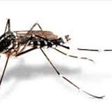 El virus del chikungunyá avanza en Paraguay, con 295 casos registrados