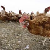 Sacrificarán 1.2 millones de pollos en Iowa por brote de gripe aviar
