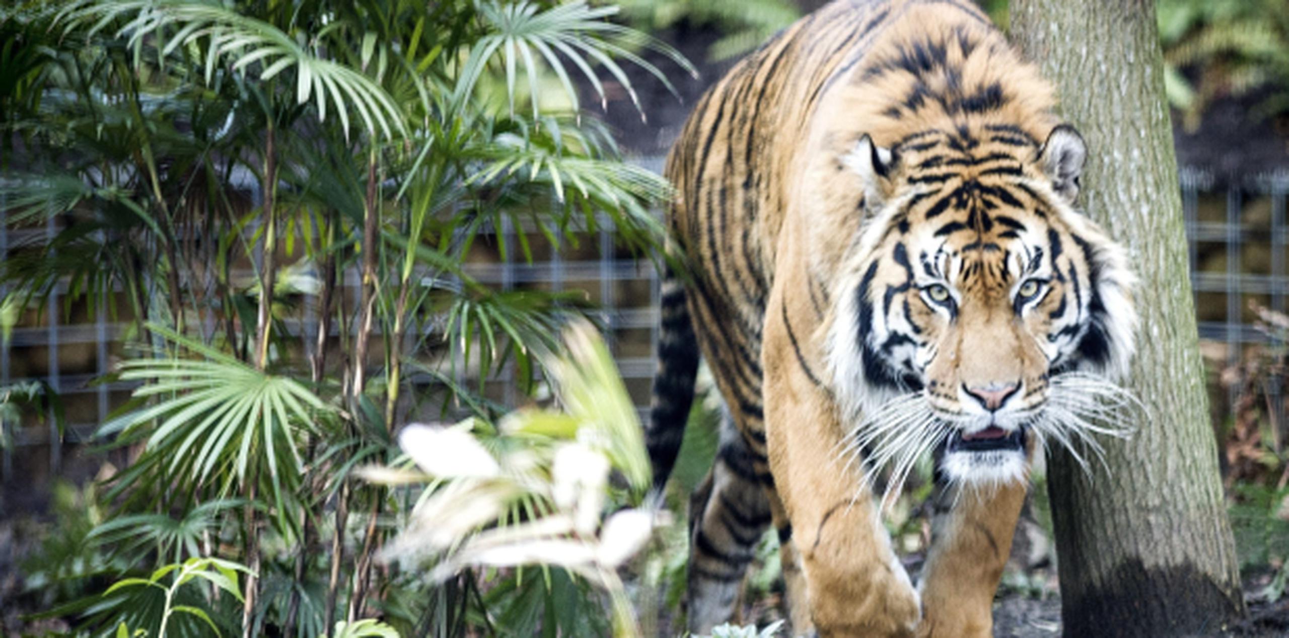 Sarah McClay, de 24 años, sufrió este viernes la fatal agresión de un ejemplar de tigre de Sumatra.(Archivo)
