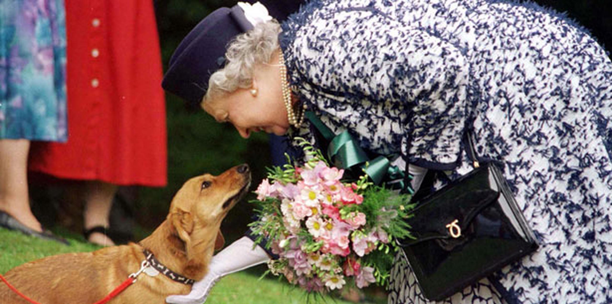Isabel II tiene claro cómo se tiene que educar a sus mascotas: "No tolera la falta de amabilidad y recuerdo que se quedó con una mala opinión del presidente (estadounidense) Lyndon B. Johnson después de que cogiera a sus perros por las orejas". (Archivo)