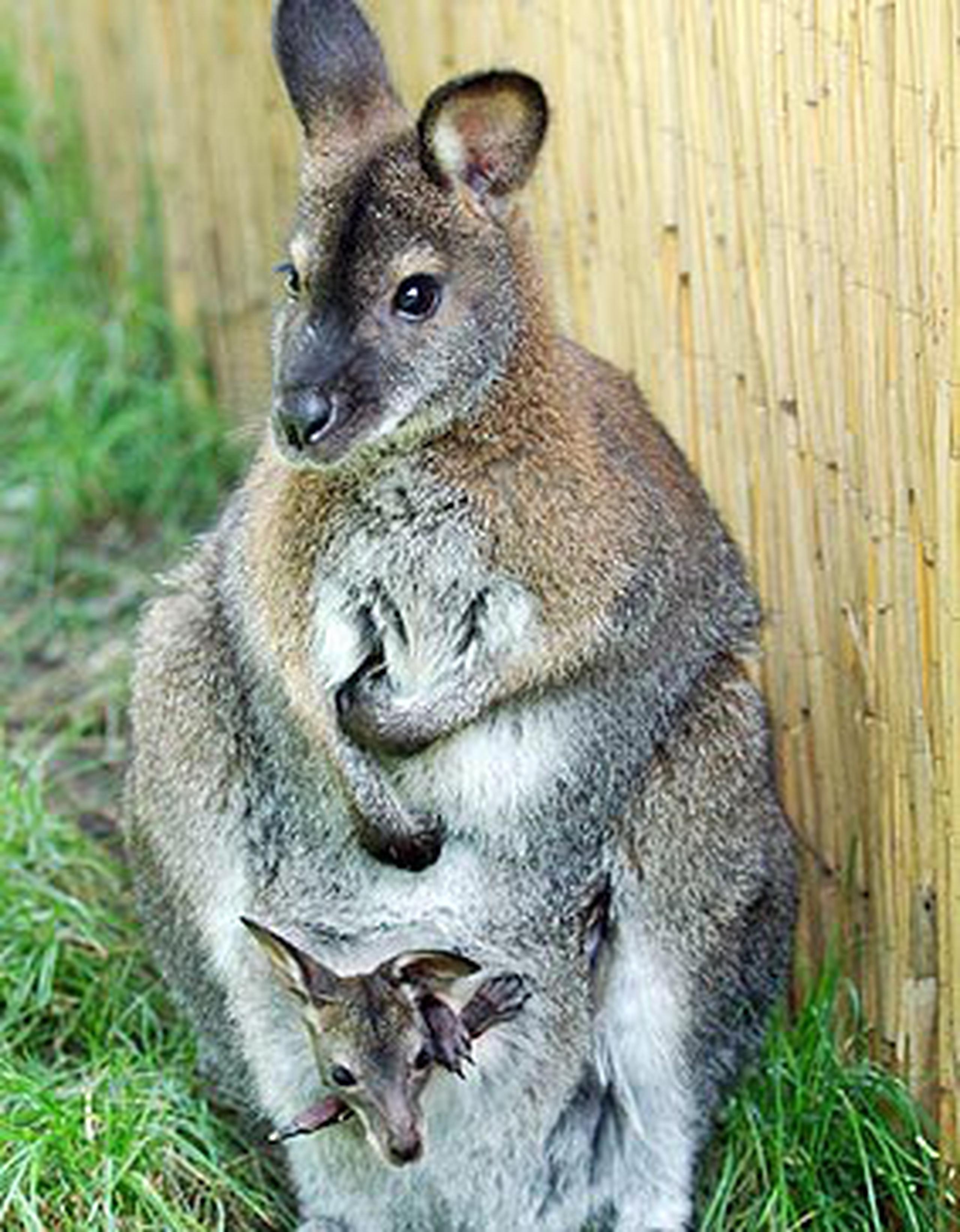 Desde los enternecedores koalas a los canguros saltarines y los temidos demonios de Tasmania, todos los marsupiales de Australia y las islas aledañas tienen un ancestro común en América del Sur. (EFE / Armin Weigel)