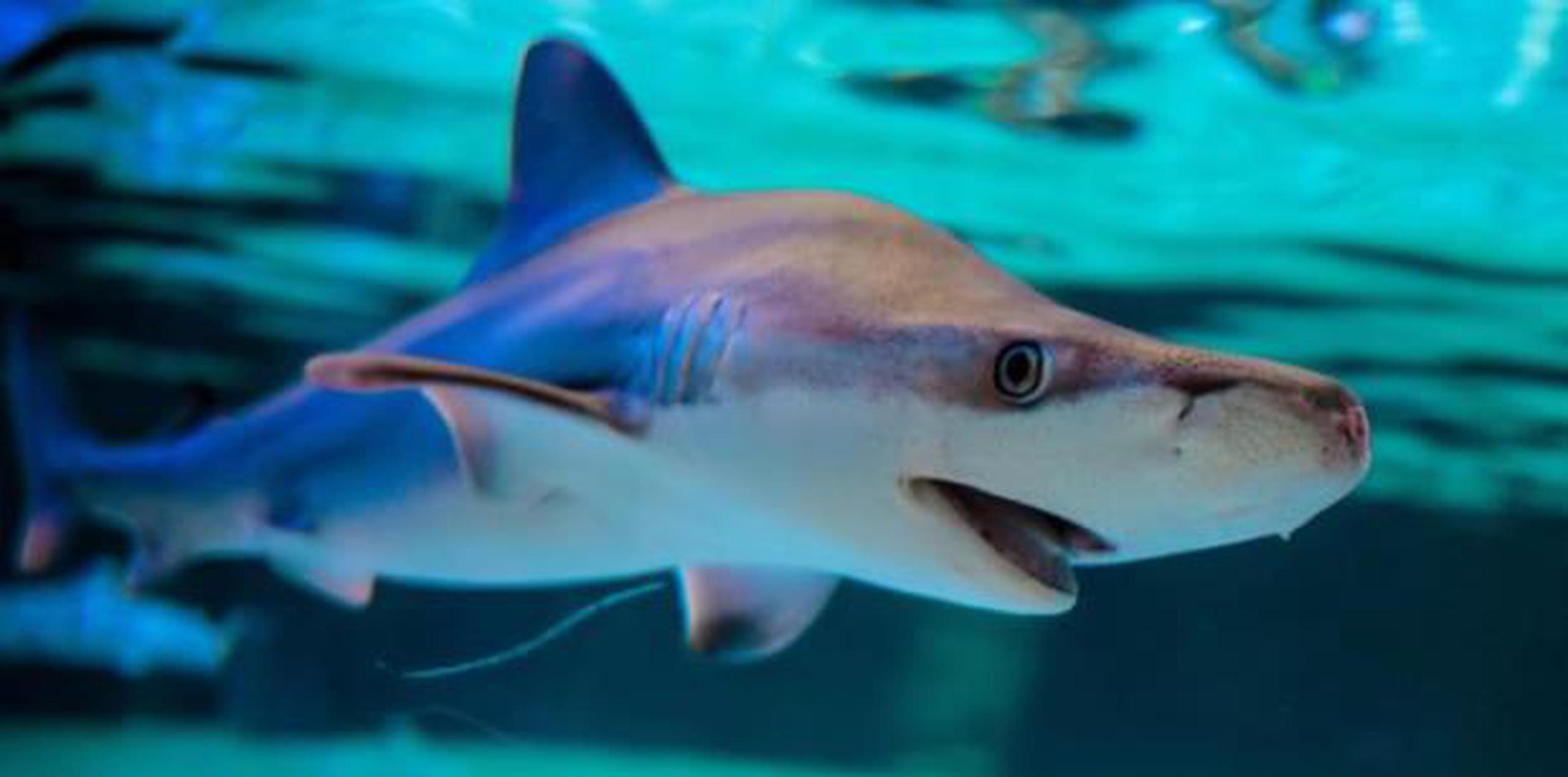El investigador del estudio del Instituto Smithsonian de Investigaciones Tropicales (STRI), Héctor Guzmán, recordó que las "políticas de conservación y gestión" en Panamá "no protegen a los tiburones como una especie de vida silvestre". (Archivo)