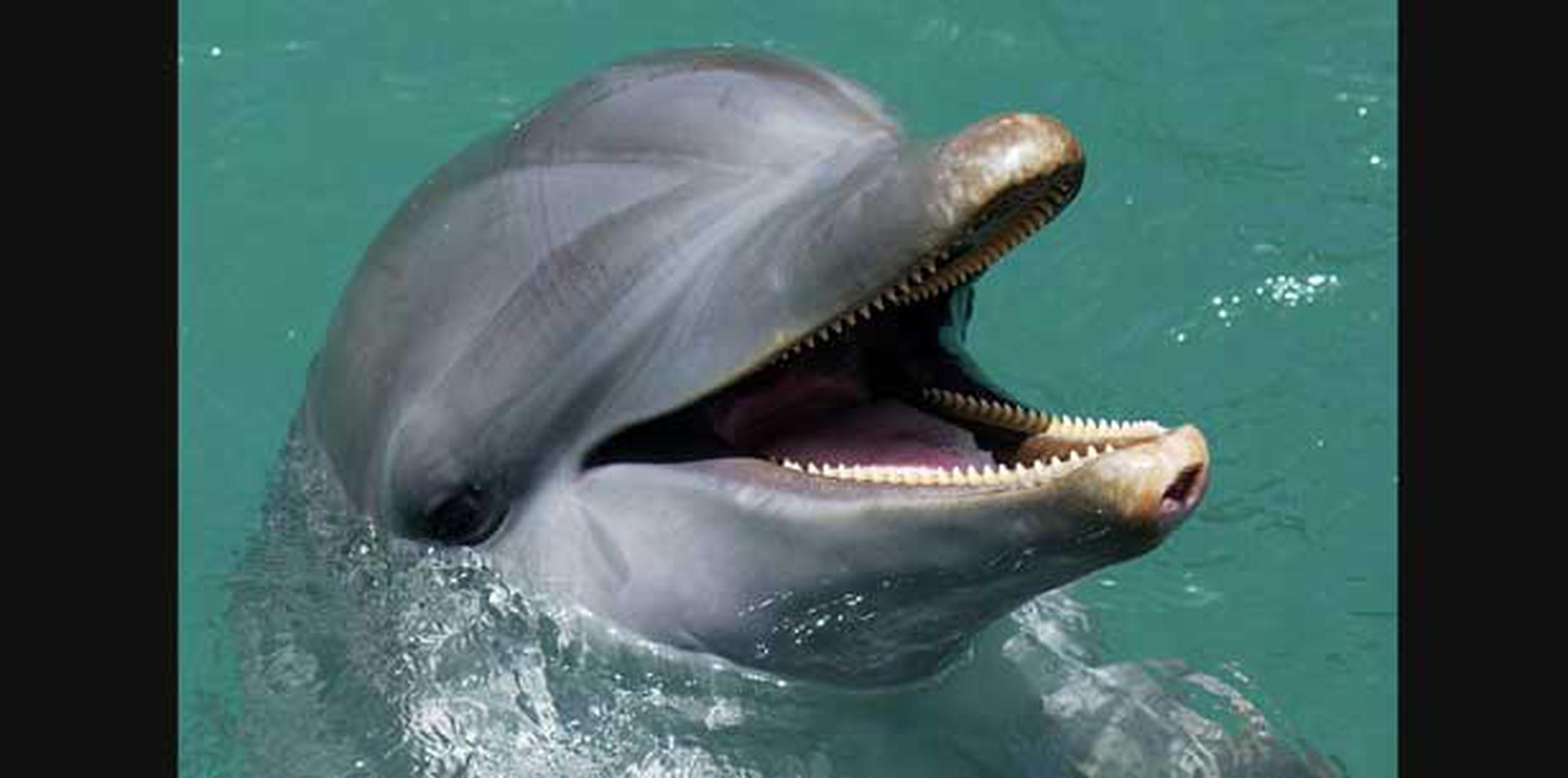 Uno de los delfines estaba en el mar y el otro sobre una piedra. (Archivo)
