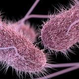 CDC reporta brote de salmonela y cientos de infecciones