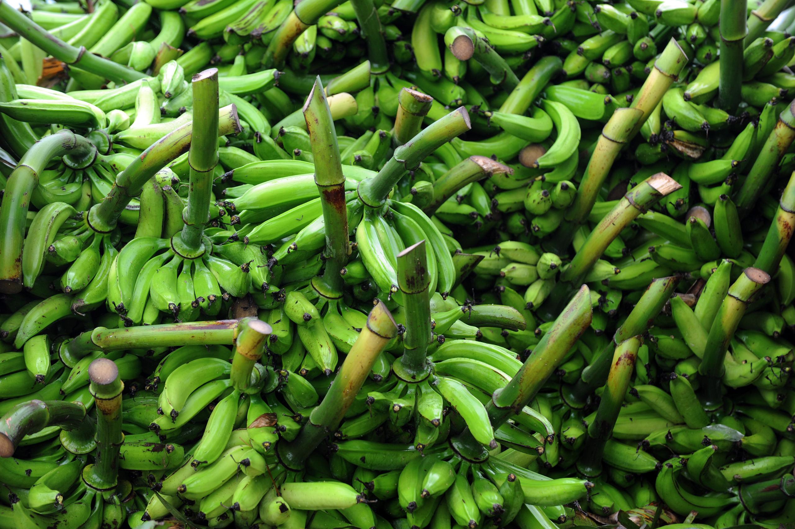 Varias de las agroempresas beneficiadas por el Programa de Subvenciones para Productores de Valor Agregado del USDA son productoras de plátanos.