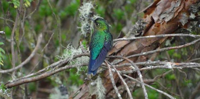 De pico corto, recto y negro, a esta ave también se la puede encontrar en la cordillera del Toisán sobre el valle de Intag, en las provincias de Esmeraldas e Imbabura, en el noroeste de Ecuador. (EFE)