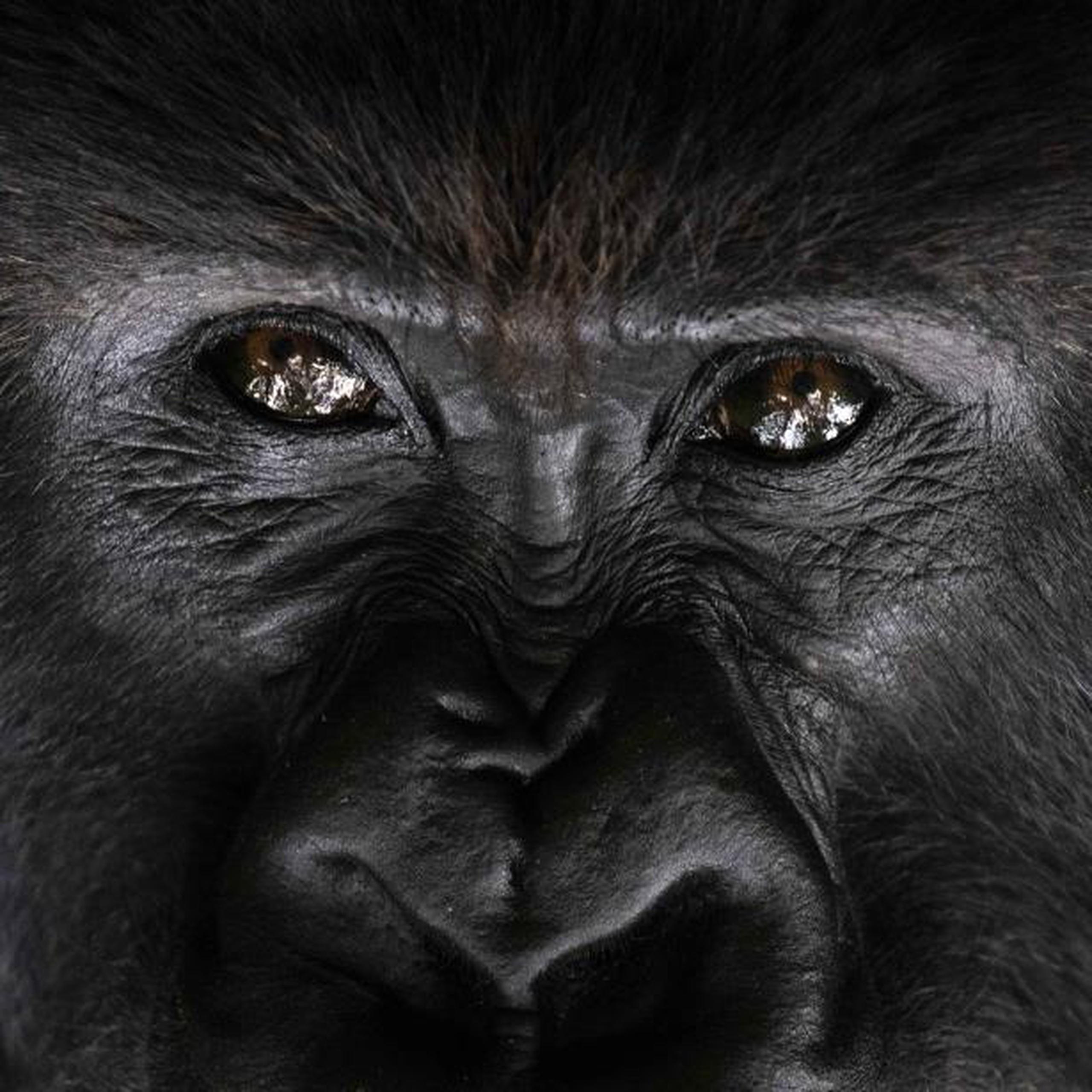 La idea de usar el turismo para financiar los esfuerzos por evitar la extinción de los gorilas fue bastante cuestionada cuando la plantearon por primera vez los conservacionistas Bill Weber y Amy Vedder en los años 70 y 80. (AP)