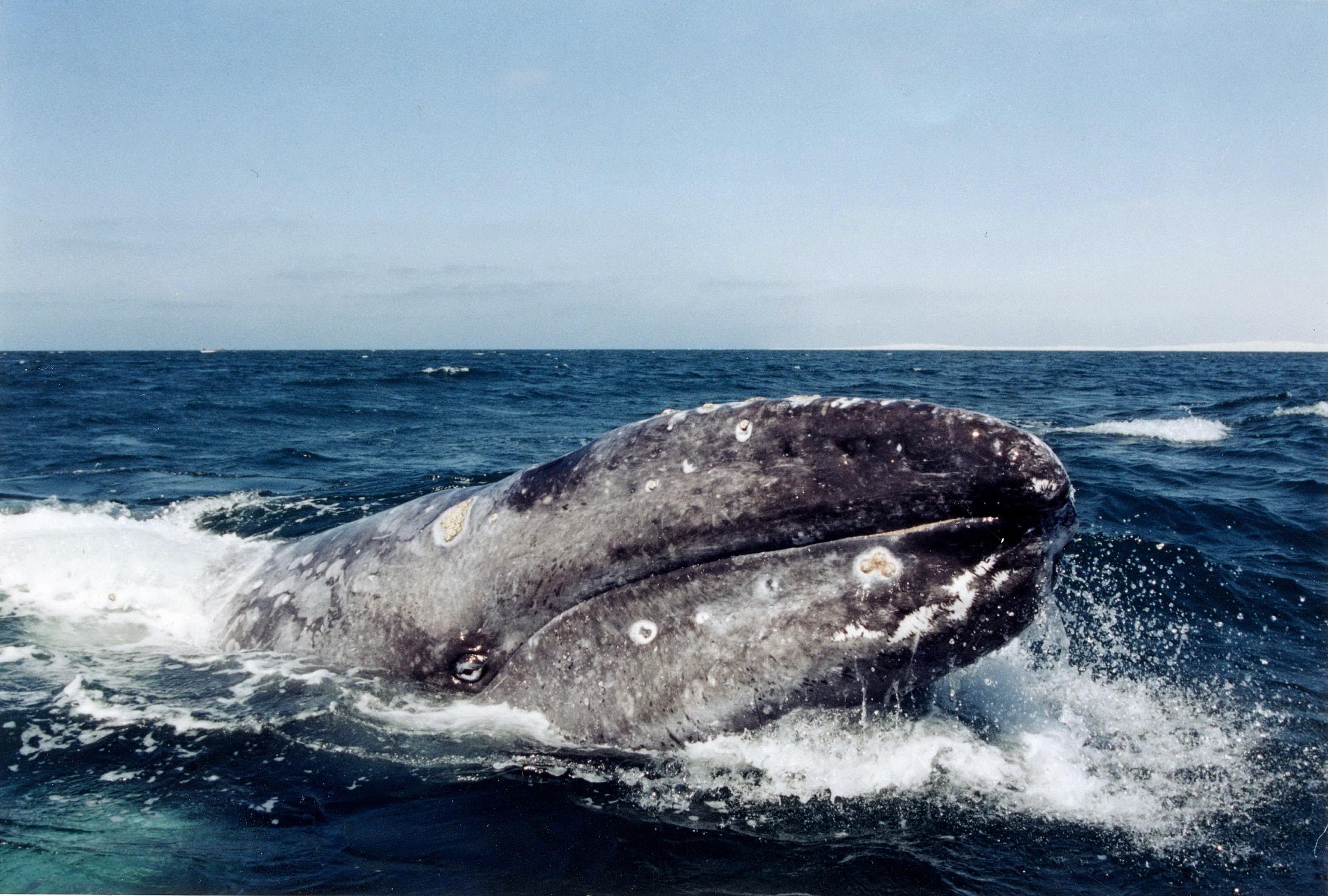 Un ejemplar de ballena gris. EFE/Mahatma Fong/ Archivo
